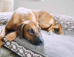 A Rhodesian ridgeback on a dog bed.